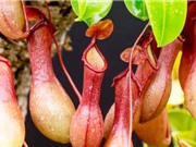 Tiềm năng kháng ung thư của cao chiết từ cây nắp ấm hoa đôi
